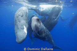 A pod of Sperm whales shedding their skins ! by Dominic Dallaire 